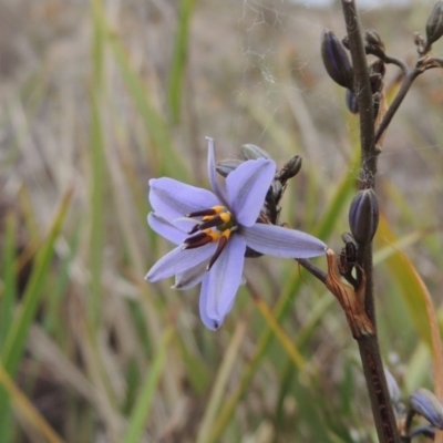 Dianella revoluta var. revoluta (Black-Anther Flax Lily) at Theodore, ACT - 19 Oct 2017 by michaelb