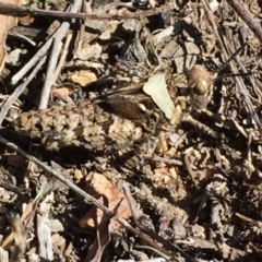 Pycnostictus sp. (genus) (A bandwing grasshopper) at Wandiyali-Environa Conservation Area - 23 Oct 2017 by Wandiyali