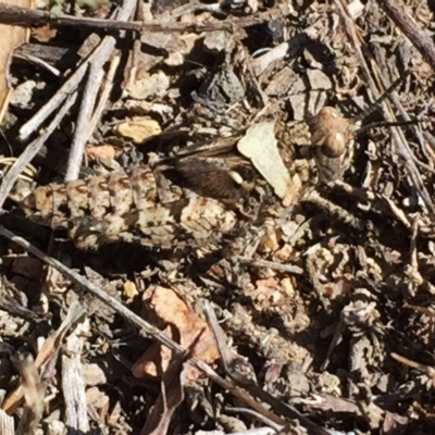 Pycnostictus sp. (genus) (A bandwing grasshopper) at Jerrabomberra, NSW - 23 Oct 2017 by Wandiyali