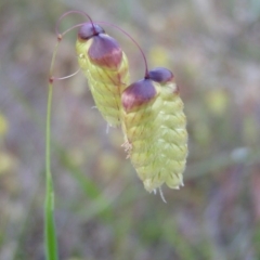 Briza maxima (Quaking Grass, Blowfly Grass) at Mount Taylor - 21 Oct 2017 by MatthewFrawley