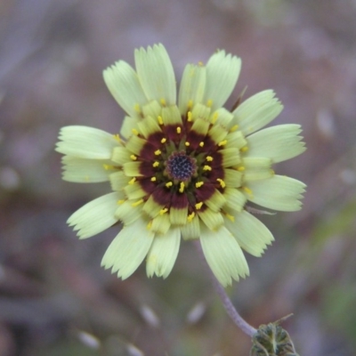 Tolpis barbata (Yellow Hawkweed) at Kambah, ACT - 21 Oct 2017 by MatthewFrawley