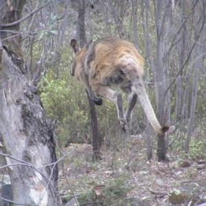 Notamacropus rufogriseus at Kambah, ACT - 22 Oct 2017