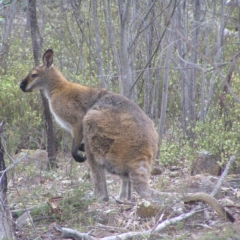 Notamacropus rufogriseus at Kambah, ACT - 22 Oct 2017