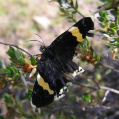 Eutrichopidia latinus (Yellow-banded Day-moth) at Kambah, ACT - 22 Oct 2017 by MatthewFrawley