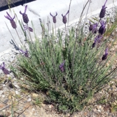 Lavandula stoechas at Bywong, NSW - 23 Oct 2017