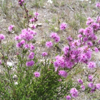 Kunzea parvifolia (Violet Kunzea) at Mount Taylor - 22 Oct 2017 by MatthewFrawley