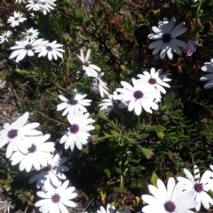 Dimorphotheca ecklonis (African Daisy) at Bywong, NSW - 23 Oct 2017 by Varanus