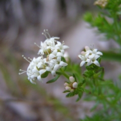 Asperula conferta (Common Woodruff) at Kambah, ACT - 22 Oct 2017 by MatthewFrawley