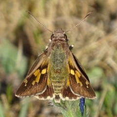 Trapezites phigalioides (Montane Ochre) at Jerrabomberra, ACT - 15 Oct 2017 by roymcd