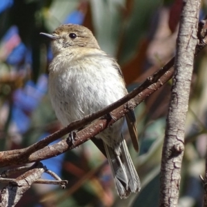 Petroica goodenovii at Rendezvous Creek, ACT - 23 Oct 2017