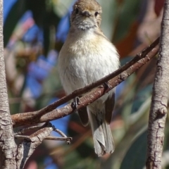 Petroica goodenovii at Rendezvous Creek, ACT - 23 Oct 2017 08:18 AM