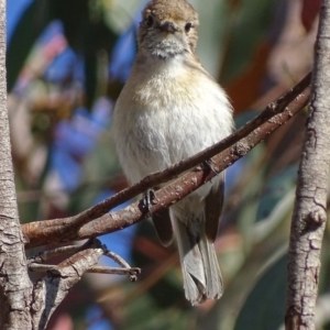 Petroica goodenovii at Rendezvous Creek, ACT - 23 Oct 2017