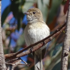 Petroica goodenovii at Rendezvous Creek, ACT - 23 Oct 2017