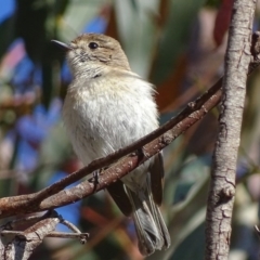 Petroica goodenovii at Rendezvous Creek, ACT - 23 Oct 2017