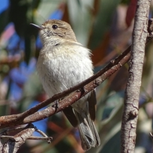 Petroica goodenovii at Rendezvous Creek, ACT - 23 Oct 2017