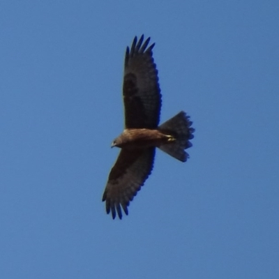 Circus approximans (Swamp Harrier) at Rendezvous Creek, ACT - 22 Oct 2017 by roymcd