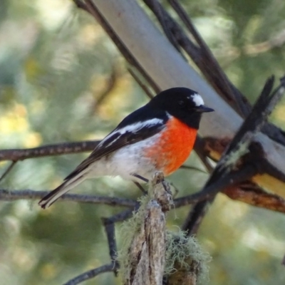 Petroica boodang (Scarlet Robin) at Booth, ACT - 22 Oct 2017 by roymcd