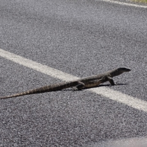 Varanus rosenbergi at Rendezvous Creek, ACT - 23 Oct 2017