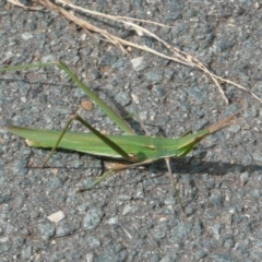 Acrida conica (Giant green slantface) at Umbagong District Park - 6 Apr 2011 by Christine