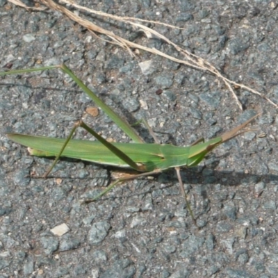 Acrida conica (Giant green slantface) at Umbagong District Park - 6 Apr 2011 by Christine