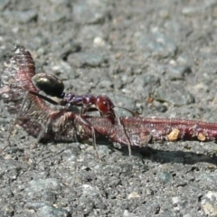 Iridomyrmex purpureus (Meat Ant) at Umbagong District Park - 6 Apr 2011 by Christine