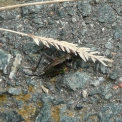 Bobilla victoriae (A trigonidiid cricket) at Latham, ACT - 6 Apr 2011 by Christine