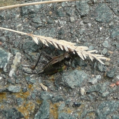 Bobilla victoriae (A trigonidiid cricket) at Umbagong District Park - 6 Apr 2011 by Christine