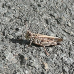 Austroicetes sp. (genus) (A grasshopper) at Latham, ACT - 6 Apr 2011 by Christine