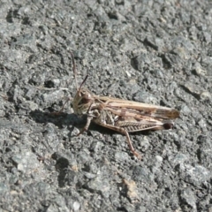 Austroicetes sp. (genus) (A grasshopper) at Umbagong District Park - 6 Apr 2011 by Christine