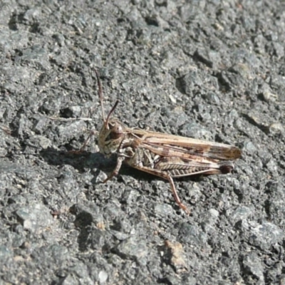 Austroicetes sp. (genus) (A grasshopper) at Umbagong District Park - 6 Apr 2011 by Christine