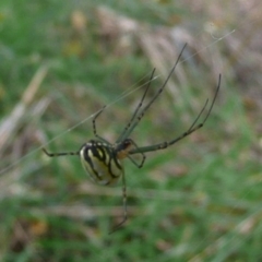 Leucauge dromedaria (Silver dromedary spider) at Umbagong District Park - 6 Apr 2011 by Christine