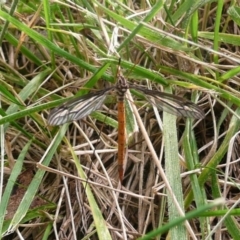 Tipulidae sp. (family) (Unidentified Crane Fly) at Latham, ACT - 8 Mar 2011 by Christine