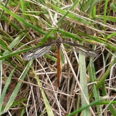Tipulidae sp. (family) (Unidentified Crane Fly) at Latham, ACT - 8 Mar 2011 by Christine