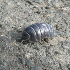 Armadillidium vulgare (Slater bug, woodlouse, pill bug, roley poley) at Latham, ACT - 9 Mar 2011 by Christine