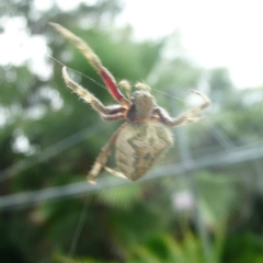 Hortophora sp. (genus) (Garden orb weaver) at Flynn, ACT - 10 Mar 2011 by Christine