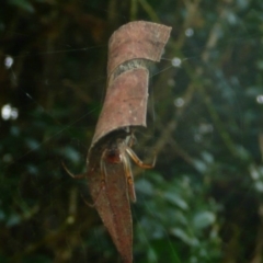 Phonognatha graeffei (Leaf Curling Spider) at Flynn, ACT - 10 Mar 2011 by Christine