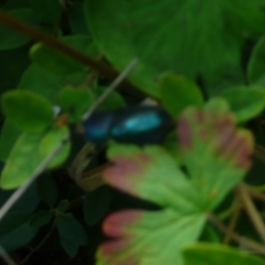 Lamprima aurata (Golden stag beetle) at Flynn, ACT - 12 Mar 2011 by Christine