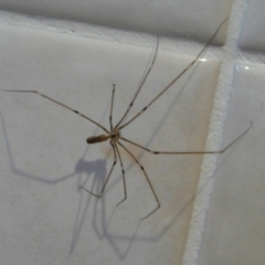 Pholcus phalangioides (Daddy-long-legs spider) at Flynn, ACT - 12 Mar 2011 by Christine