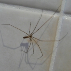 Pholcus phalangioides (Daddy-long-legs spider) at Flynn, ACT - 13 Mar 2011 by Christine