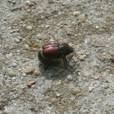 Liparetrus sp. (genus) (Chafer beetle) at Umbagong District Park - 15 Mar 2011 by Christine