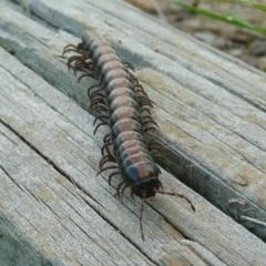 Gigantowales chisholmi (A millepede) at Latham, ACT - 15 Mar 2011 by Christine