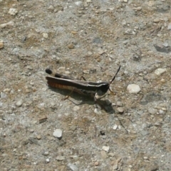 Macrotona australis (Common Macrotona Grasshopper) at Latham, ACT - 15 Mar 2011 by Christine