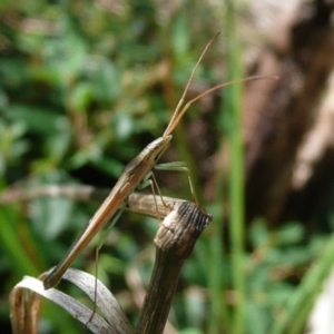 Mutusca brevicornis at Flynn, ACT - 12 Mar 2011 11:30 AM