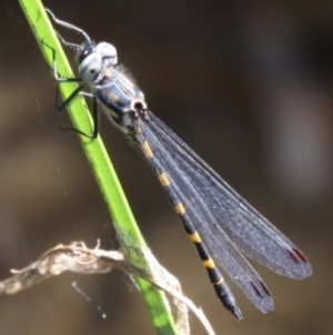 Cordulephya pygmaea at Tennent, ACT - 5 Mar 2016 01:31 PM