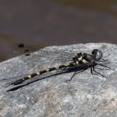 Cordulephya pygmaea (Common Shutwing) at Paddys River, ACT - 26 Mar 2017 by HarveyPerkins