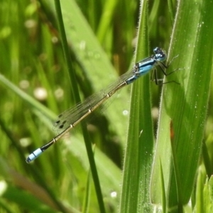 Ischnura heterosticta at Paddys River, ACT - 23 Oct 2017