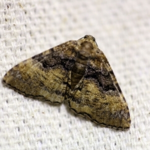 Aporoctena undescribed species at O'Connor, ACT - 18 Oct 2017 10:48 PM