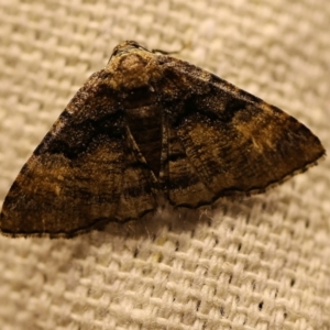 Aporoctena undescribed species at O'Connor, ACT - 18 Oct 2017 10:48 PM