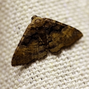 Aporoctena undescribed species at O'Connor, ACT - 18 Oct 2017 10:48 PM