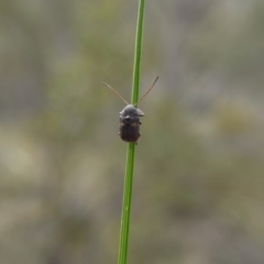 Cadmus (Cadmus) crucicollis (Leaf beetle) at Canberra Central, ACT - 14 Oct 2017 by ClubFED